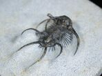 Spiny Ceratarges Trilobite From Morocco #1704-4